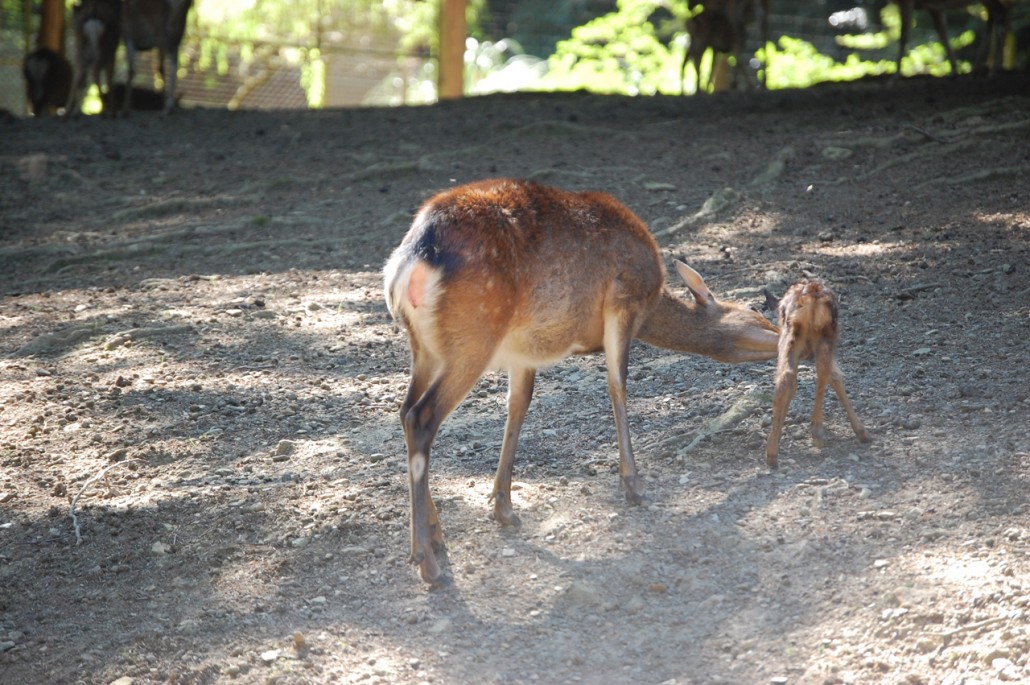 Parc Animalier Saint Martin Montaigu La Brisette Avis